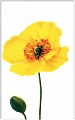 Monokolor  Маки декор желтый цветок, 250x400, 340031
