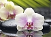 Азалия  декор настенный Орхидея 1, 25x35